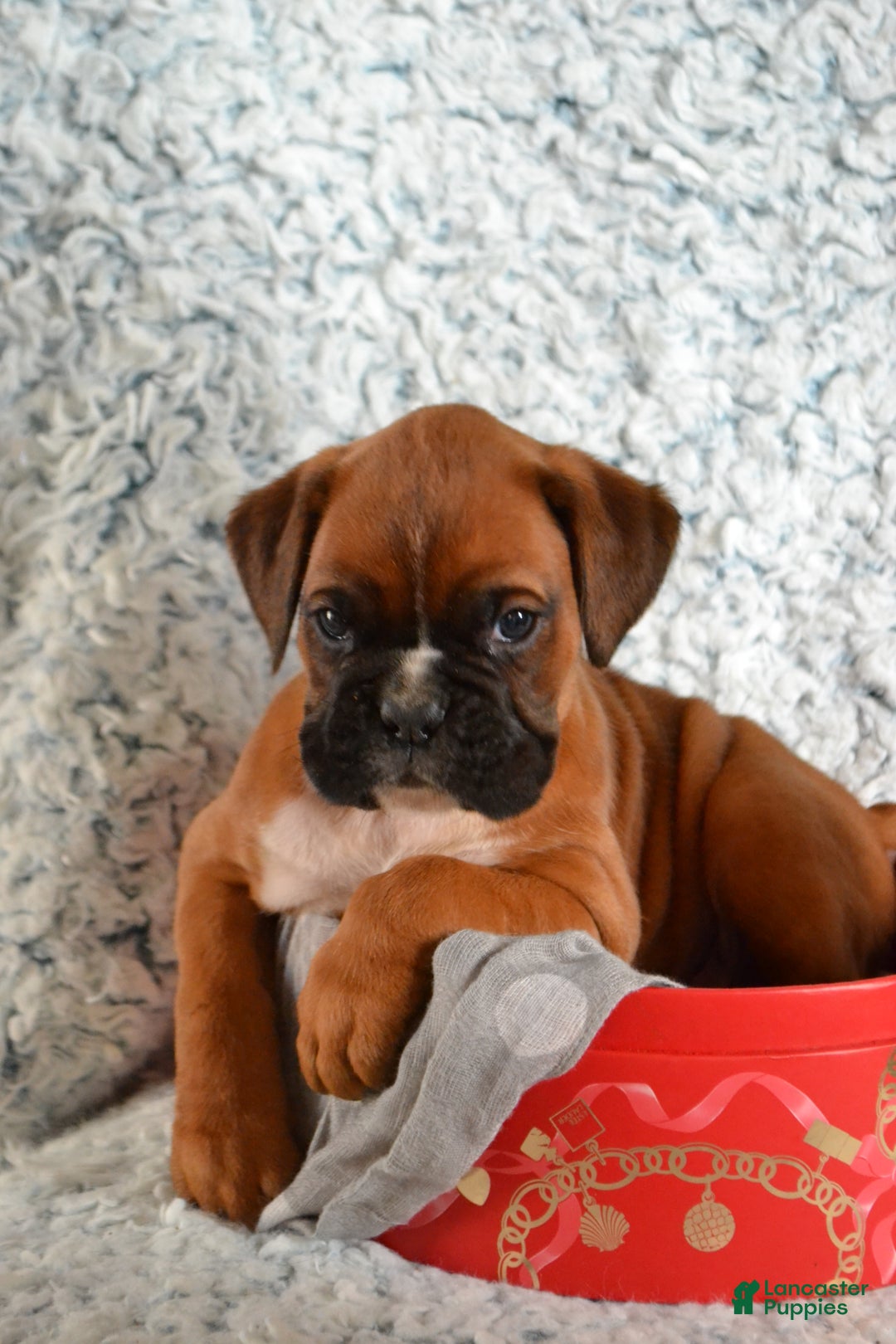 Boxer dogs for sale: Roscoe - Ad 4