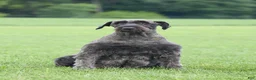 Giant Schnauzer dogs for sale: Olivia - Ad 7