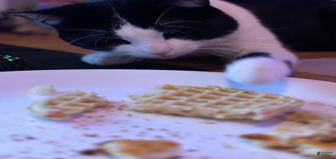 Gallery Image {{count}}