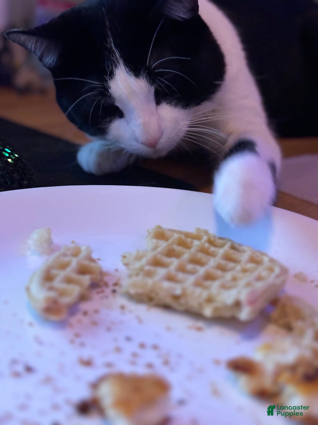 Gallery Image {{count}}