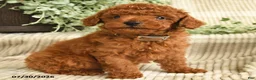 Miniature Poodle dogs for sale: Quinn - Ad 3