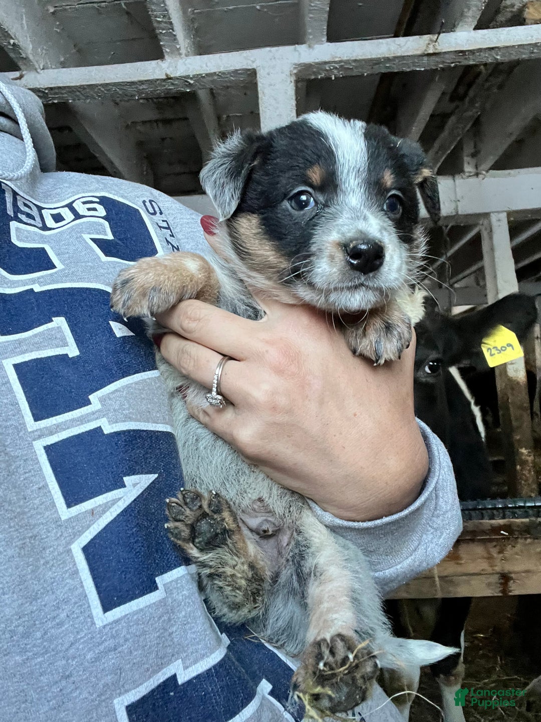 Australian Cattle Dog dogs for sale: Dasher - Ad 2