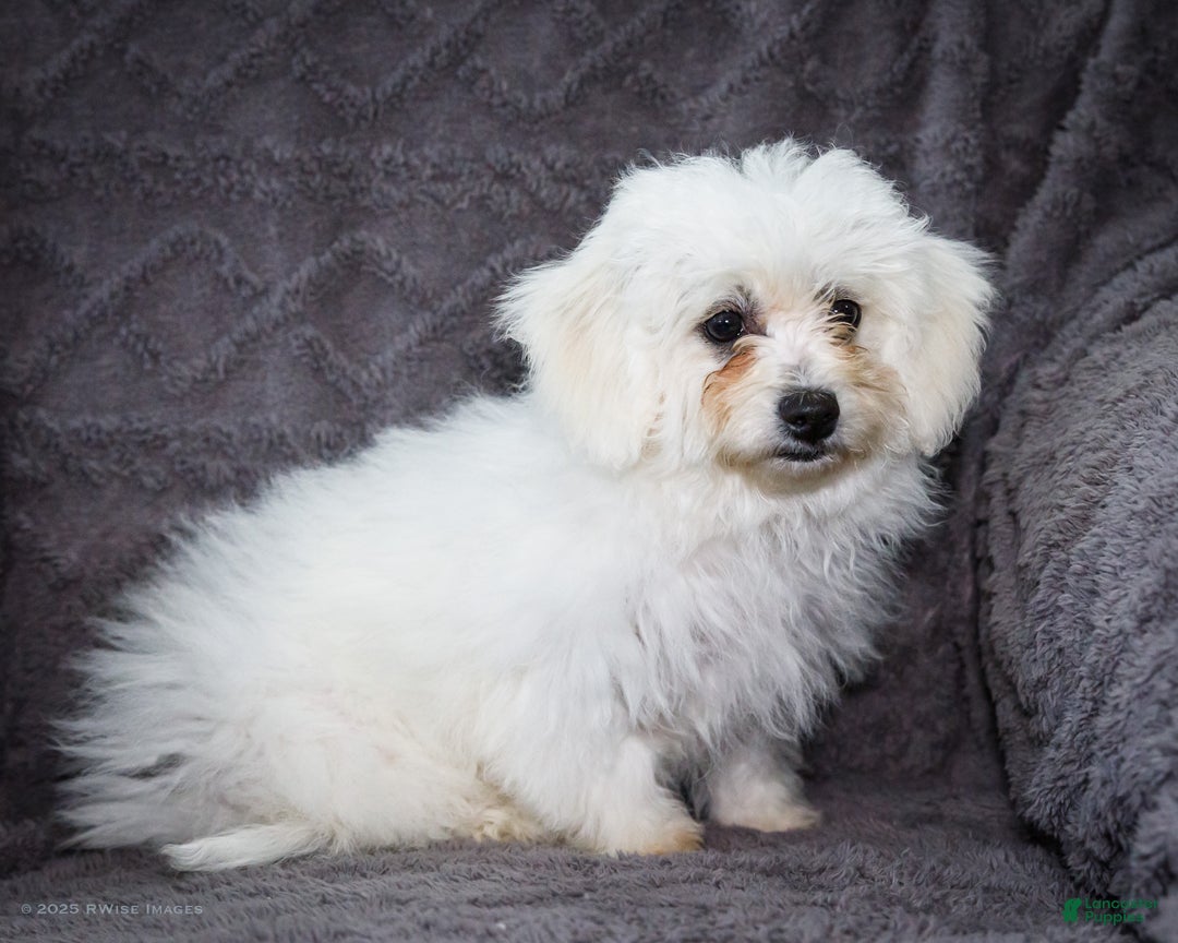 Bichon Frise dogs for sale: Jamaica - Ad 5