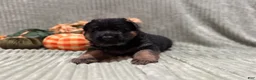German Shepherd dogs for sale: Max - Ad 8