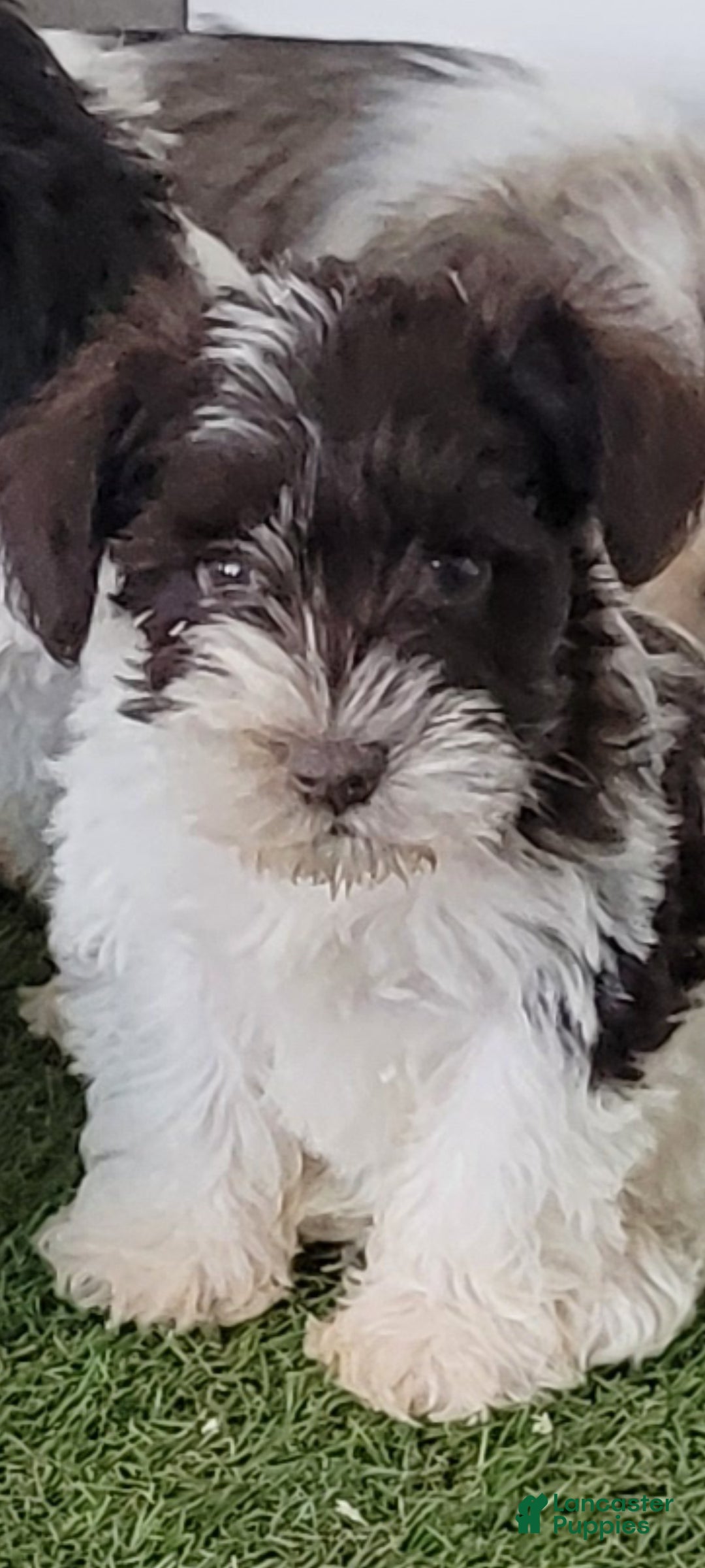 Miniature Schnauzer dogs for sale: AKC Simon - Ad 4