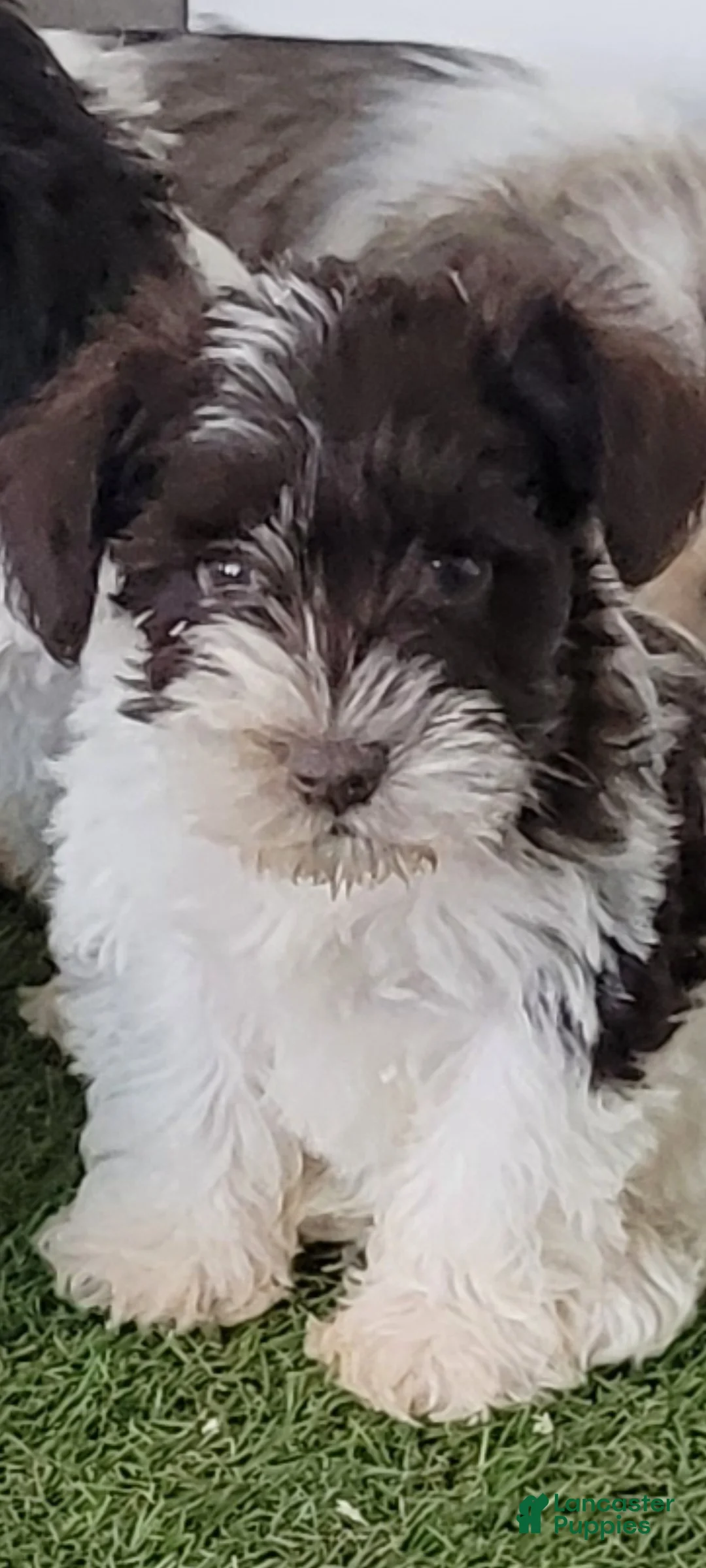 Miniature Schnauzer dogs for sale: AKC Simon - Ad 1