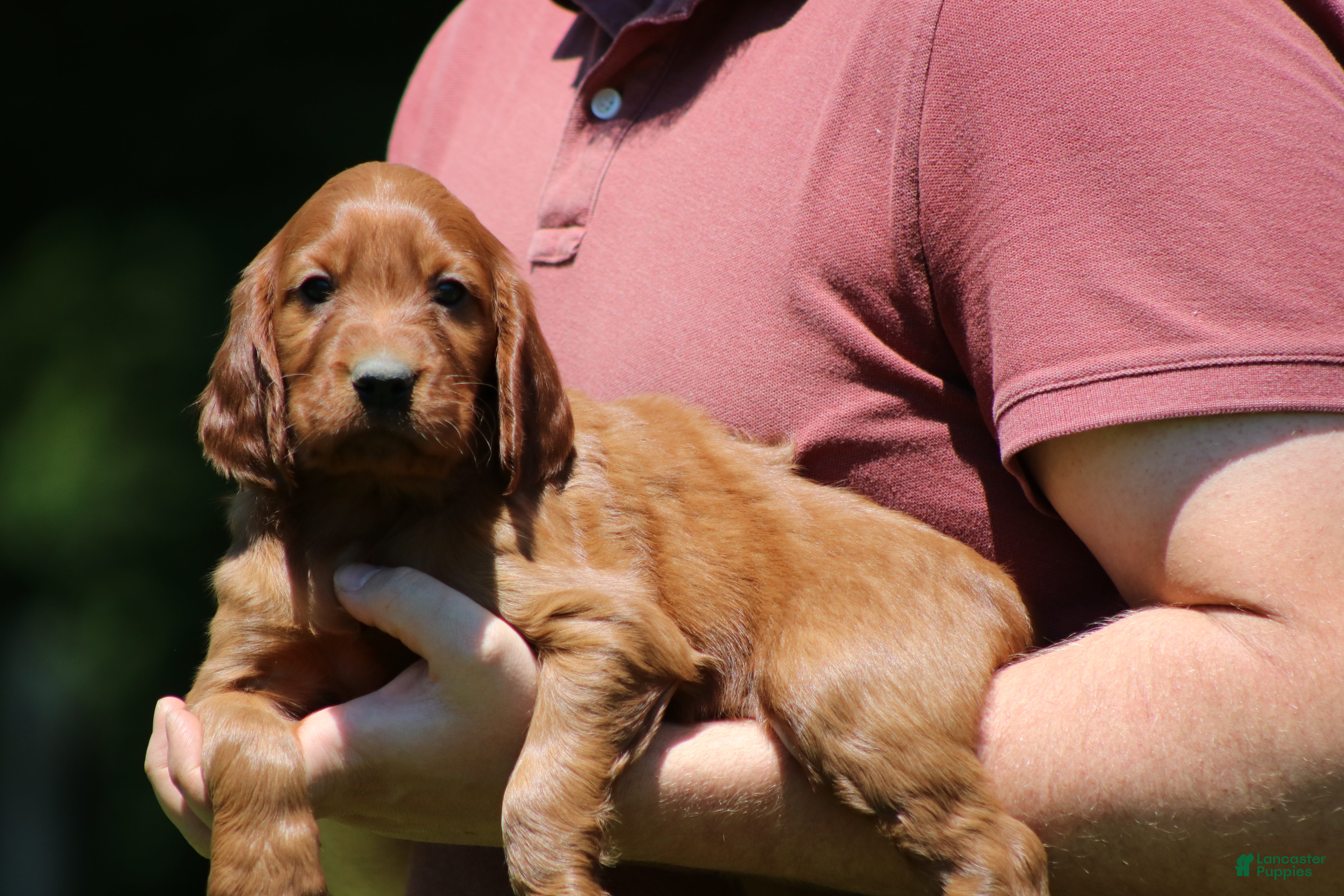 Irish Setter dogs for sale: Romeo - Ad 1