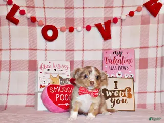 Chihuahua dogs Kreed - Ad 8