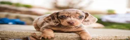 Miniature Dachshund dogs for sale: Pluto - Ad 9