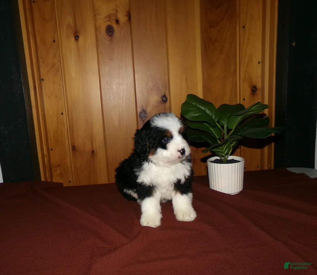 Mini Bernedoodle dogs for sale: Avery - Ad 8