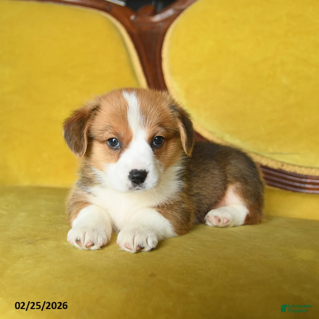 Welsh Corgi Pembroke dogs for sale: Tootle - Ad 3