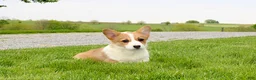 Welsh Corgi Pembroke dogs for sale: Chanel(triple clear) AKC - Ad 11