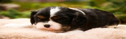 Cavalier King Charles Spaniel dogs for sale: Charlie - Ad 3