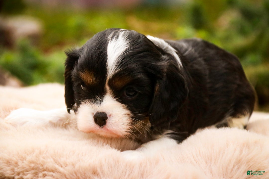 Cavalier King Charles Spaniel dogs for sale: Charlie - Ad 3