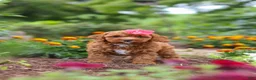 Cavapoo dogs for sale: Aspen - Ad 6