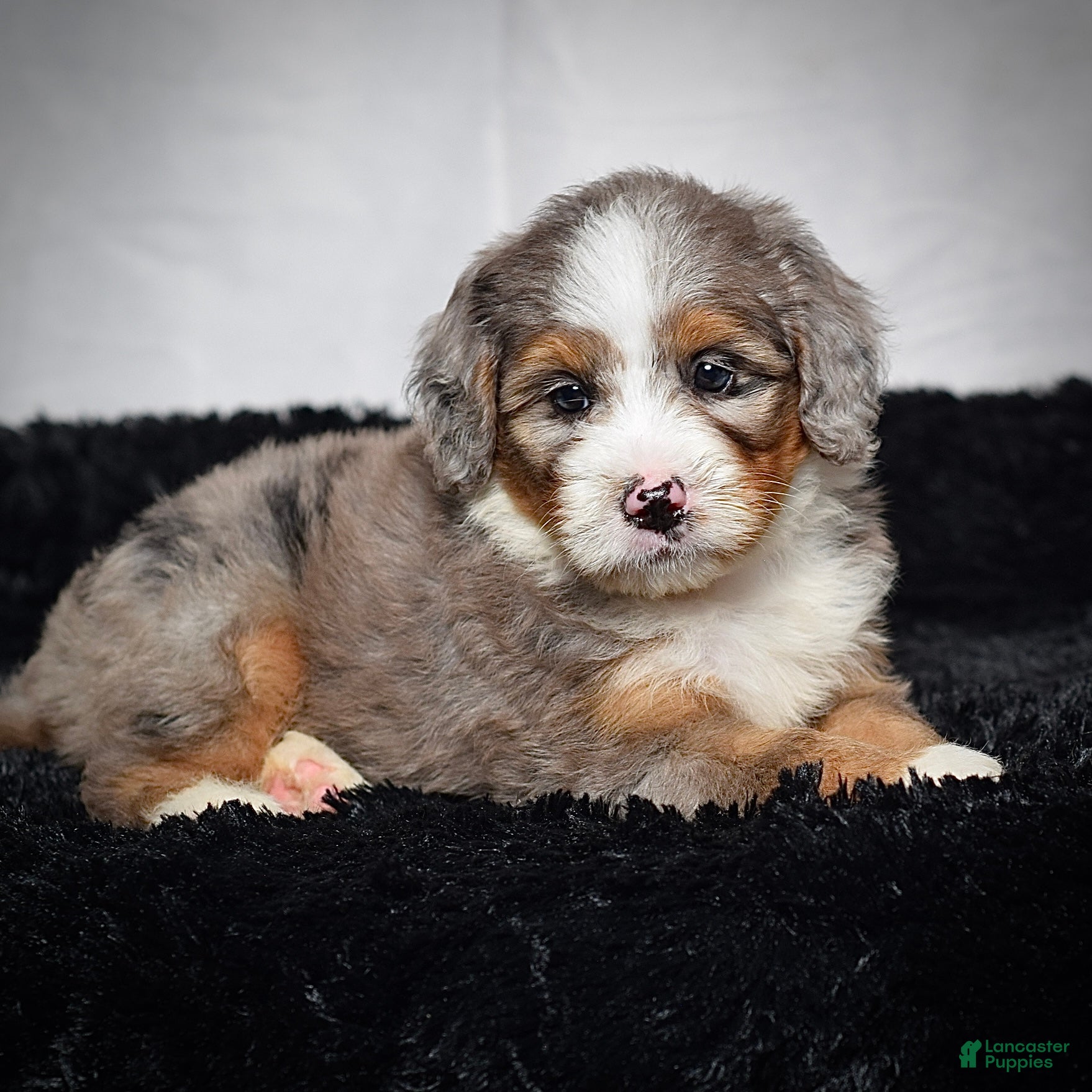 Beverly, Doodle / designer cross