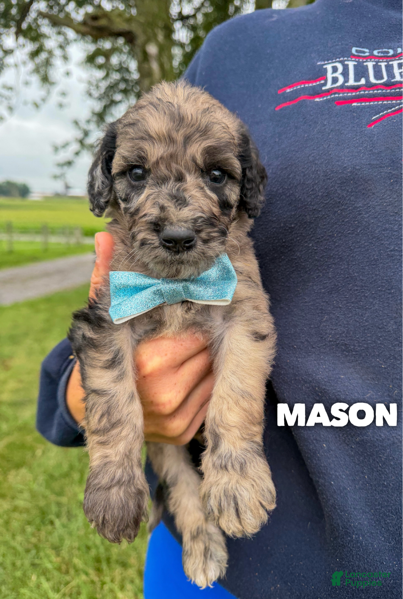 Goldendoodle dogs Mason - Standard F1b - Ad 42
