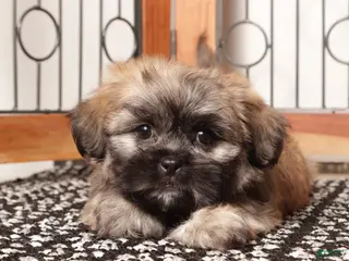 Teddy Bear dogs Loki Brindle Male Teddy Bear - Ad 3