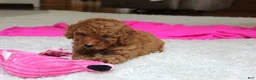 Cavapoochon dogs for sale: Monica - Ad 10