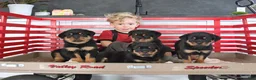 Rottweiler dogs for sale: Annabelle - Ad 2
