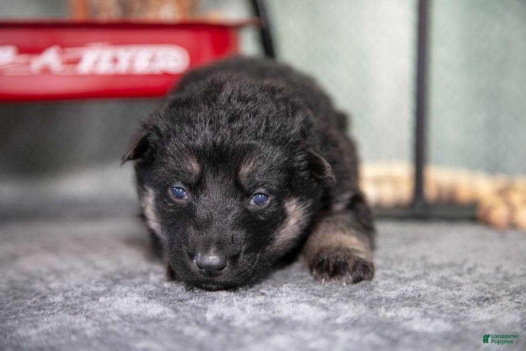 German Shepherd dogs for sale: Lola - Ad 3