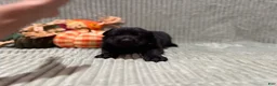 German Shepherd dogs for sale: Sheba - Ad 2