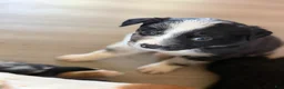 Australian Shepherd dogs for sale: Artemis  - Ad 9