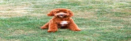 Cavapoo dogs for sale: Illius - Ad 3