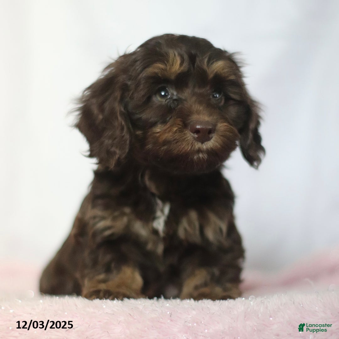 Doxiepoo dogs for sale: Greg - Ad 3