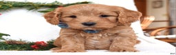 Cavapoo dogs for sale: Canyon - Ad 2