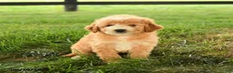 Mini Goldendoodle dogs for sale: Florin - Ad 3