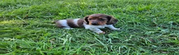 Miniature Dachshund dogs for sale: Rocket - Ad 4