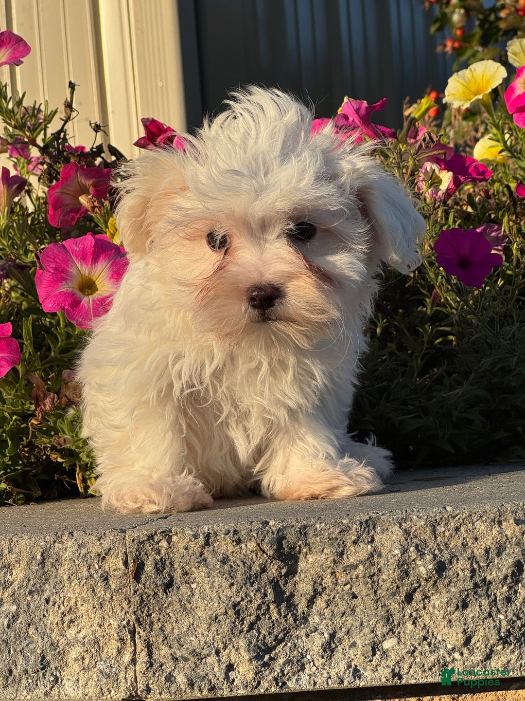 Mixed Breed dogs for sale: Elsie - Ad 5