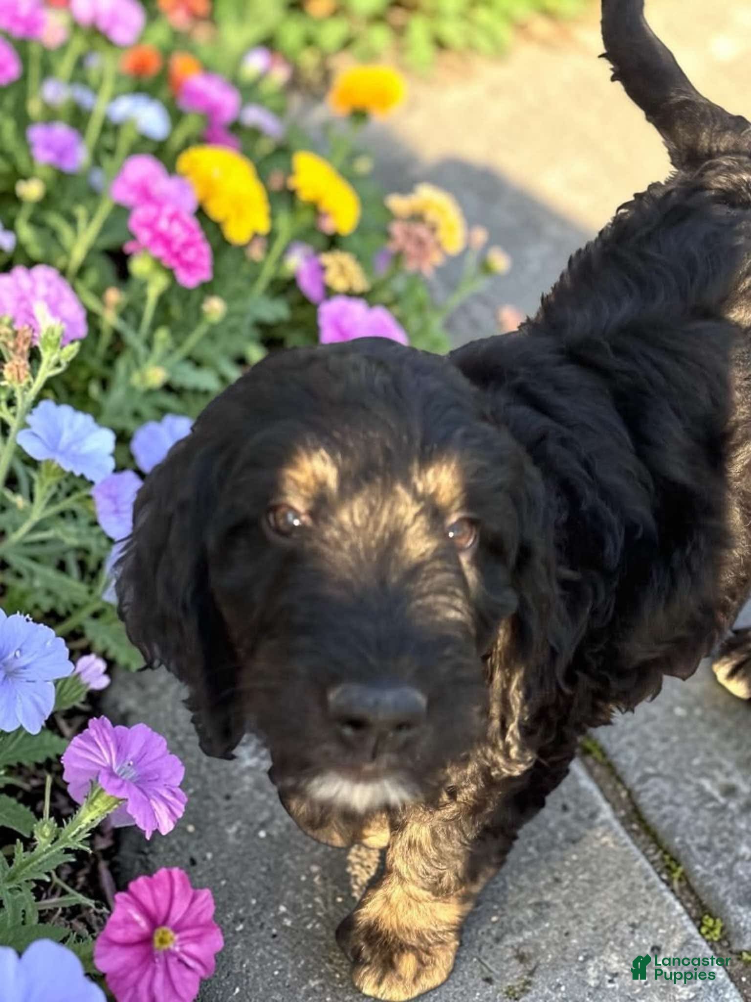 Goldendoodle dogs Morgan - Ad 1