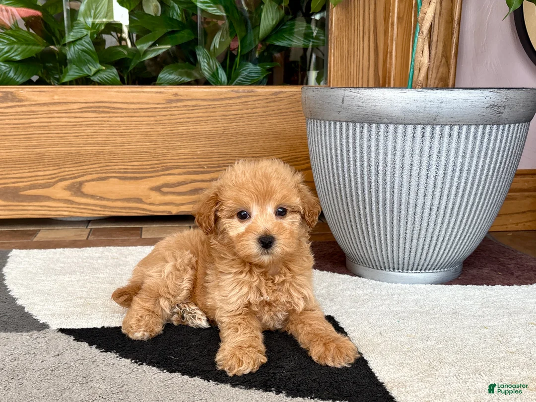 Maltipoo dogs for sale: Joy  - Ad 8