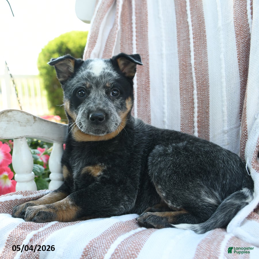 Australian Cattle Dog dogs for sale: Bindi - Ad 3