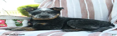 Bindi