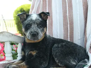 Australian Cattle Dog dogs for sale: Bindi - Ad 3