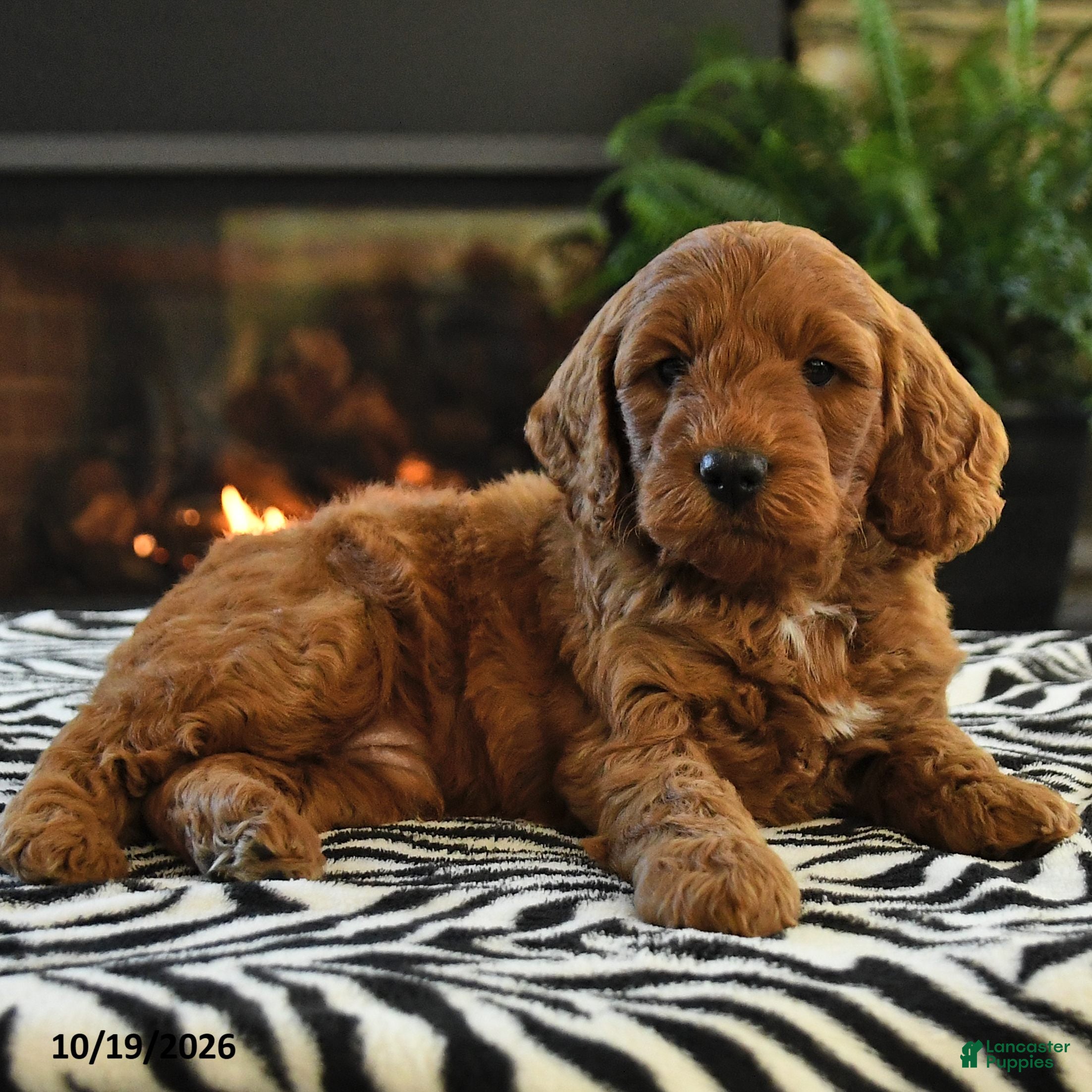 Mini Goldendoodle dogs Leonard - Ad 2