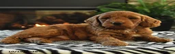 Mini Goldendoodle dogs for sale: Leonard - Ad 2