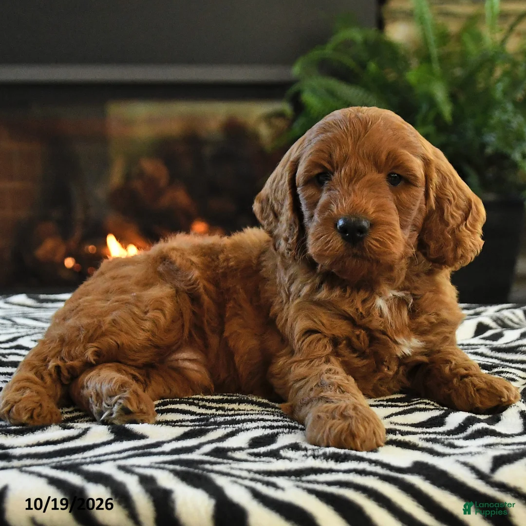 Mini Goldendoodle dogs for sale: Leonard - Ad 2