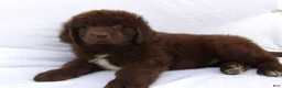 Newfoundland dogs for sale: Bear - Ad 4