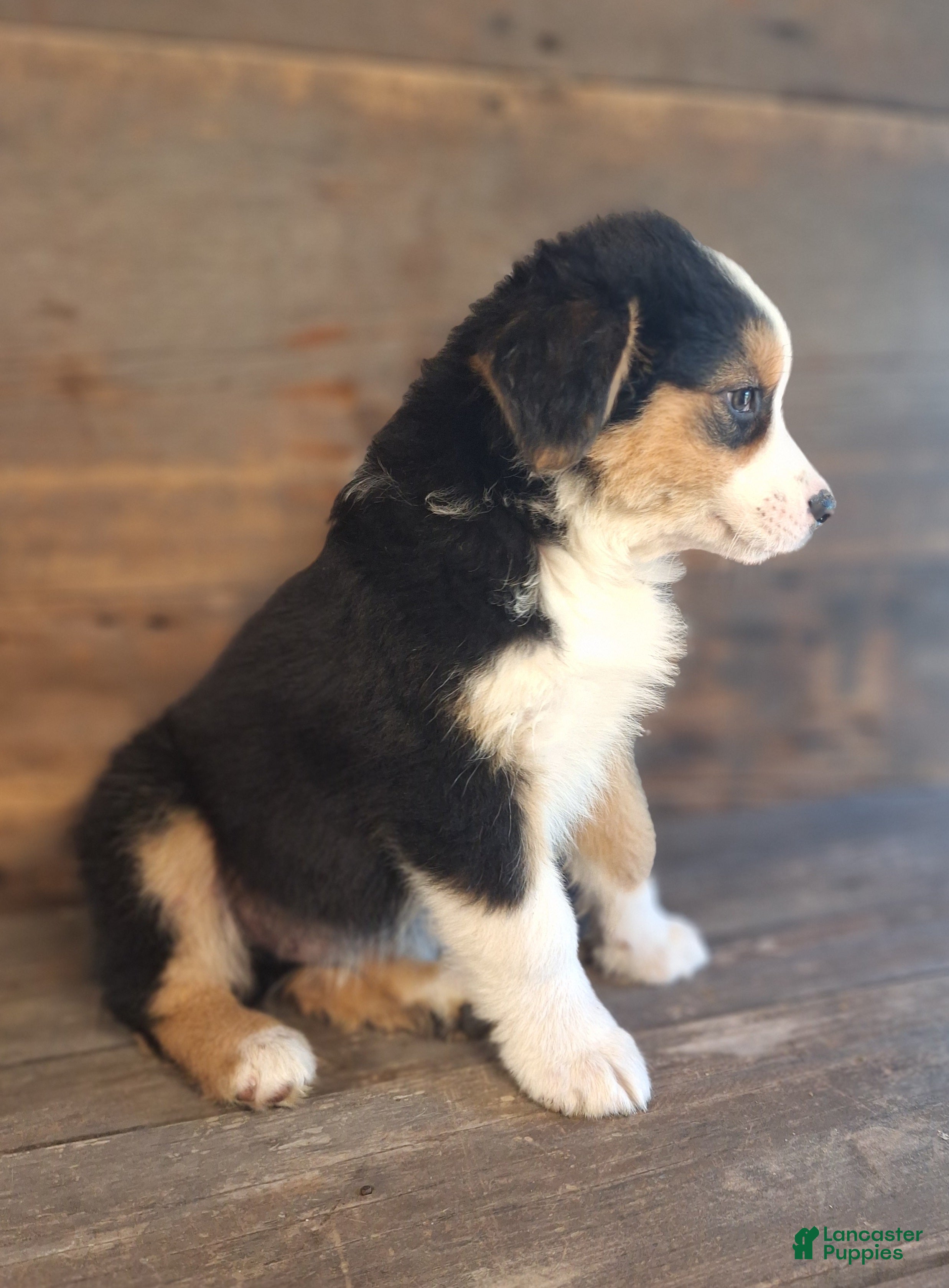 Australian Shepherd dogs for sale: Adam - Ad 2