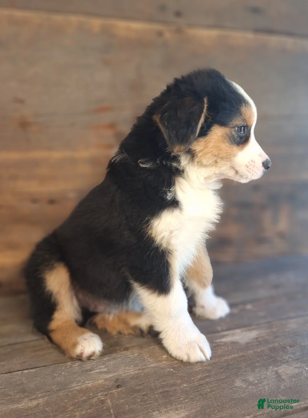 Australian Shepherd dogs for sale: Adam - Ad 2