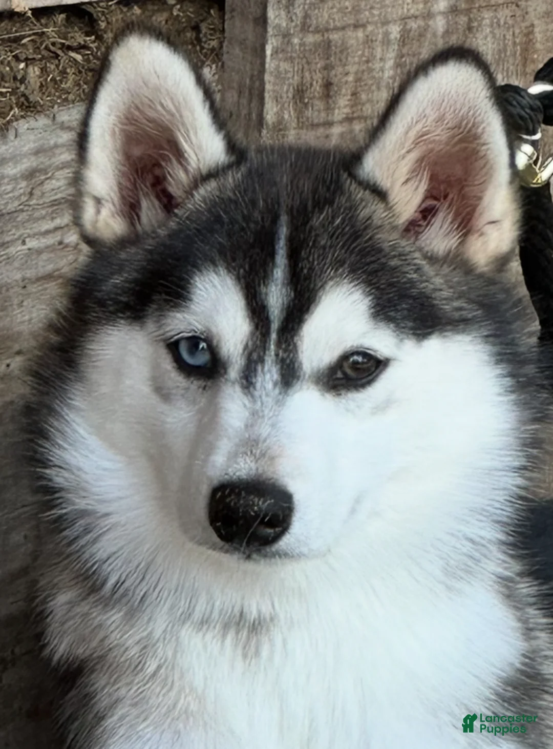 Pomsky dogs for sale: Sev - Ad 2