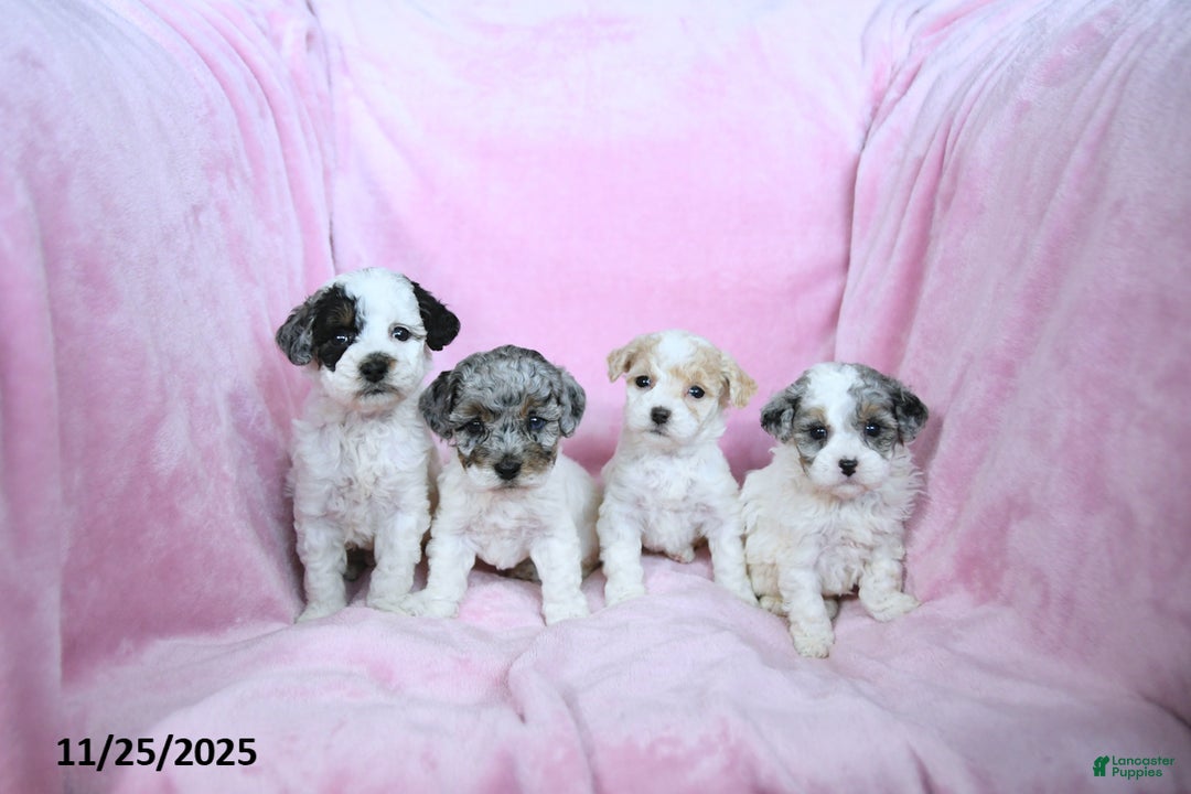 Toy Poodle dogs for sale: Karina - Ad 3