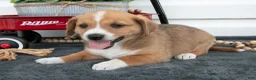 Jack Chi dogs for sale: Bentley - Ad 3