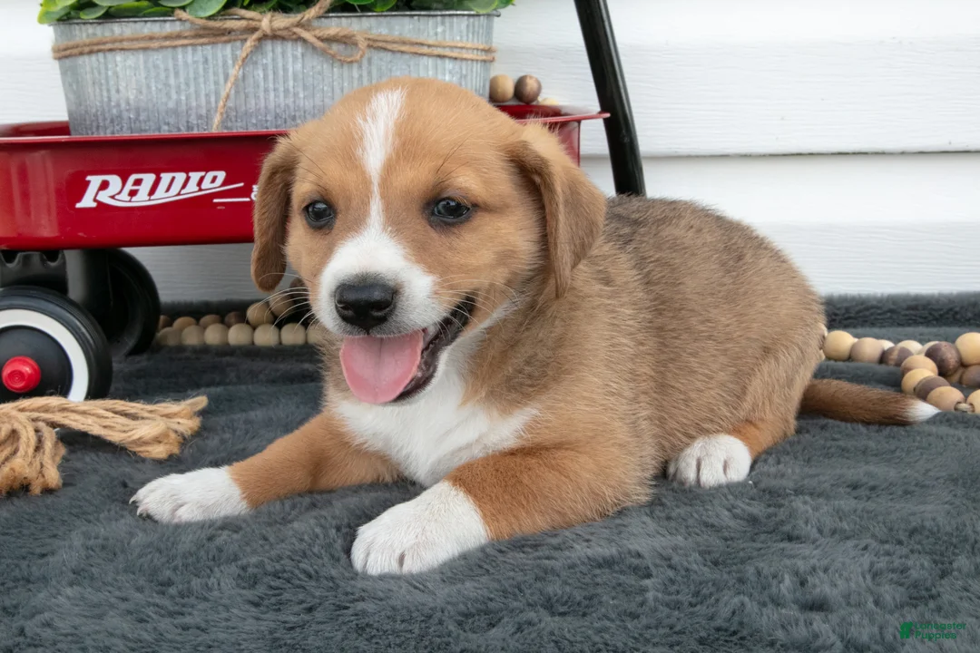 Jack Chi dogs for sale: Bentley - Ad 3