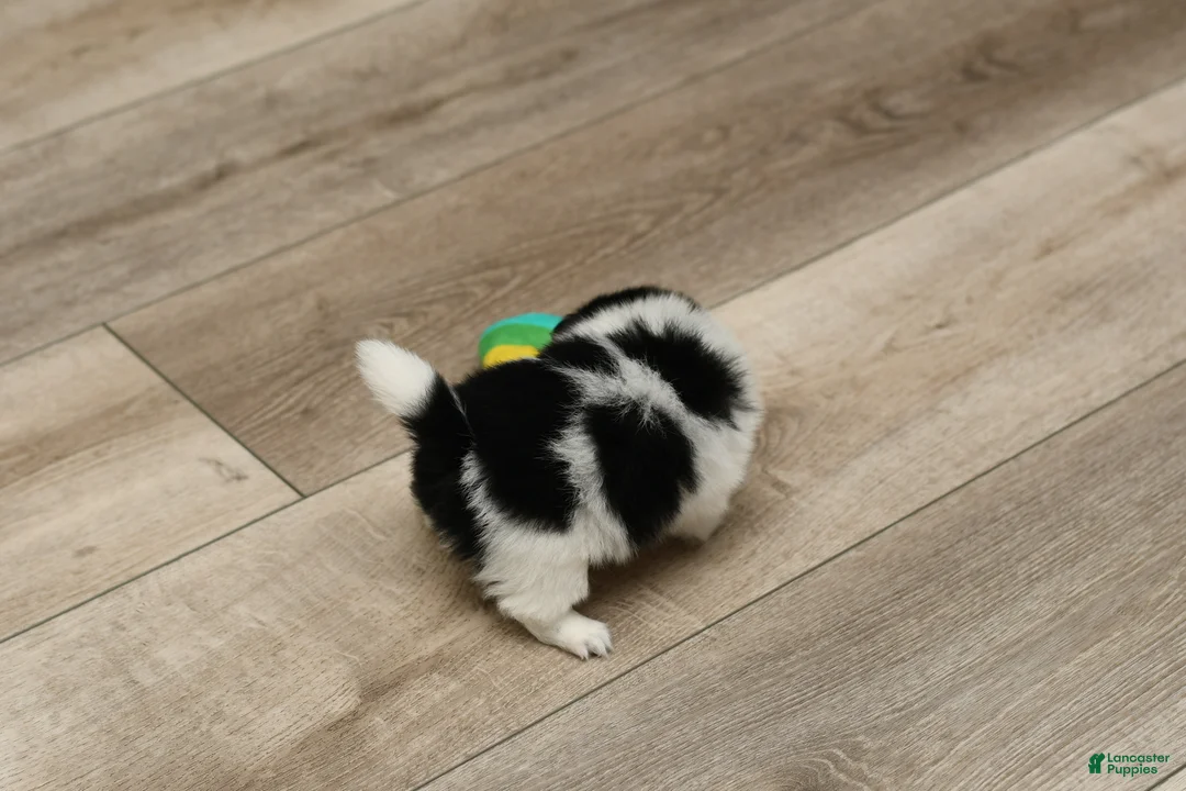 Pomeranian dogs for sale: Warden - Ad 2