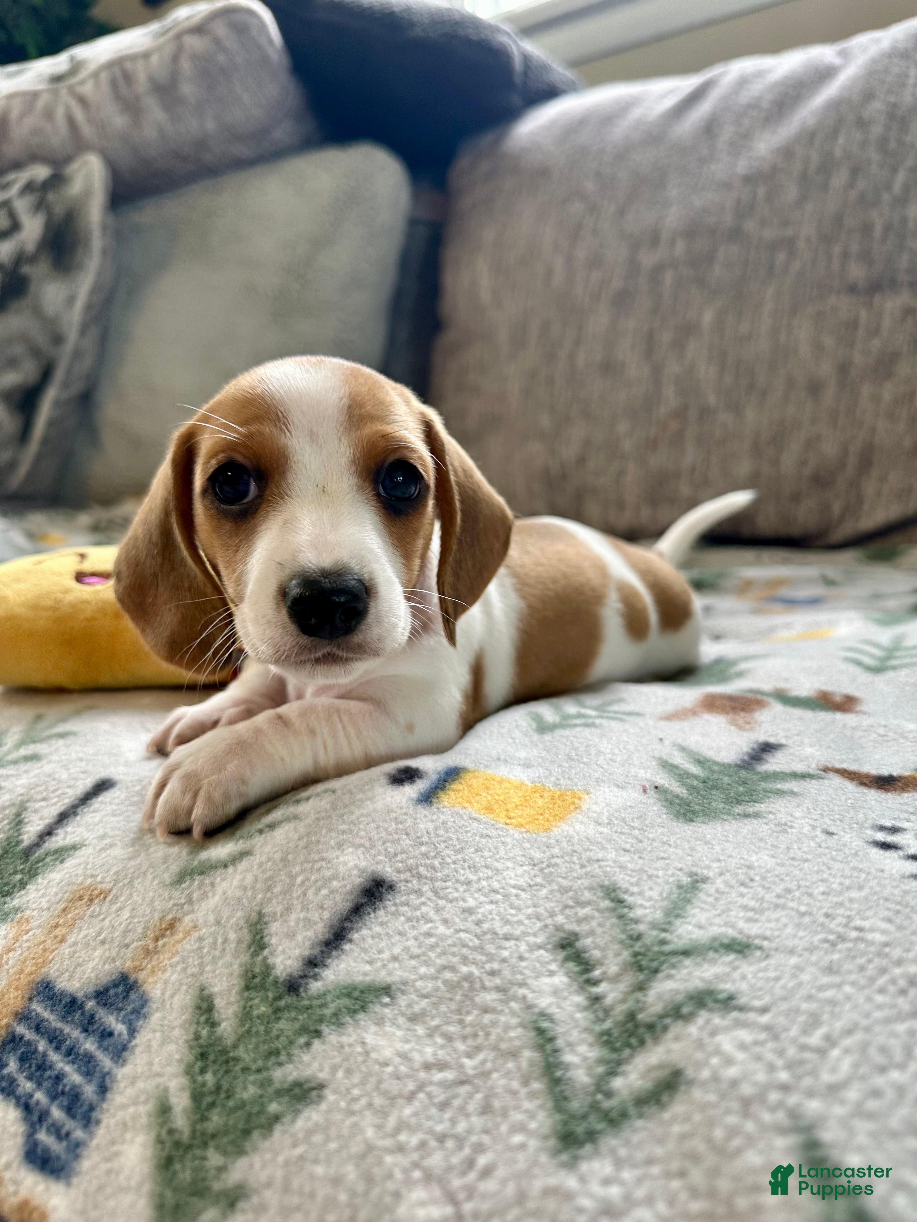 Miniature Dachshund dogs Biscuit 🥖 - Ad 2